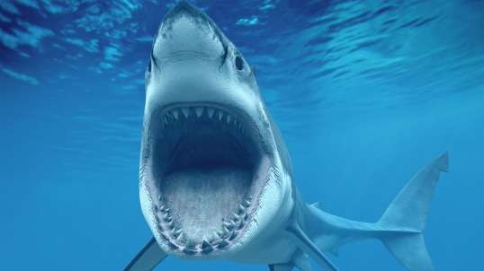 Managing Predatory Behavior Part 1 (Shark bumps)