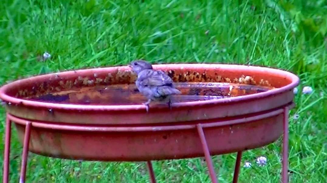 IECV NV #604 - 👀 Female House Sparrow Getting A Drink Of Water 5-29-2018