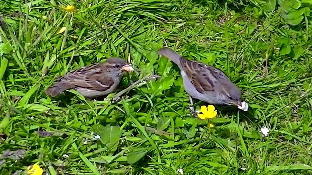 IECV NV #606 - 👀 Two Female House Sparrows Eating Bread 6-2-2018