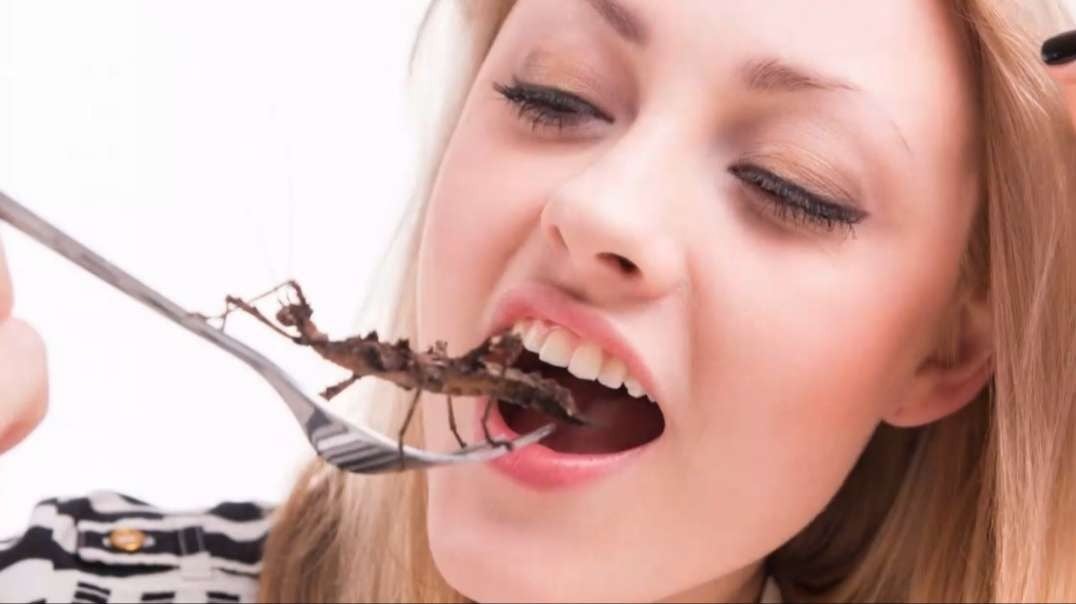 Should You Eat Bugs? - Dr. Sam Bailey