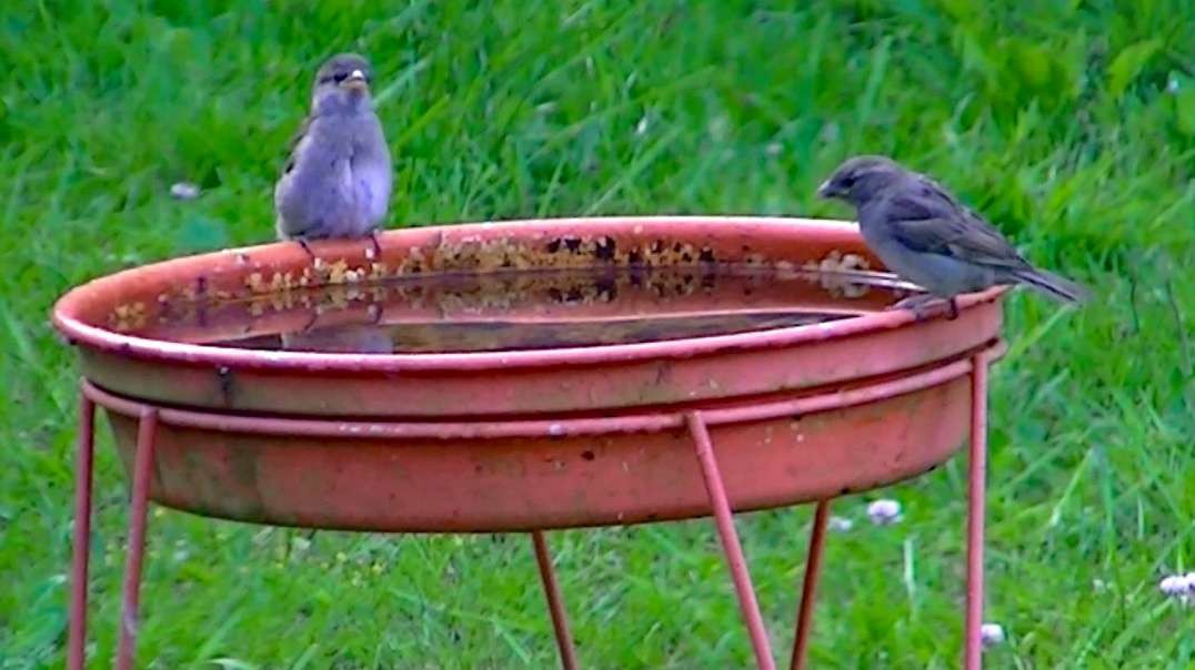 IECV NV #602 - 👀 Starlings And House Sparrows Thinking Of Bathing 5-28-2018