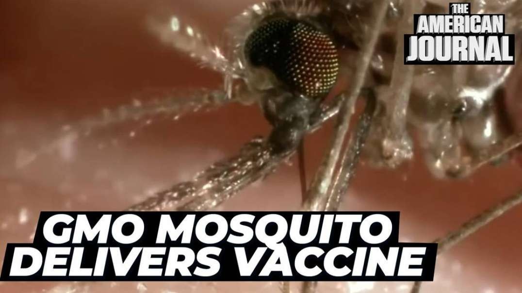 GMO Mosquitoes Successfully Vaccinate A Human