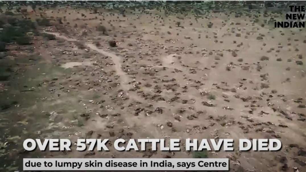 Terrifying video shows thousands of dead cattle in Rajasthan, as 57,000 cows have already died so far from Lumpy Skin Disease outbreak in India – Officials ask States to boost vaccination pro