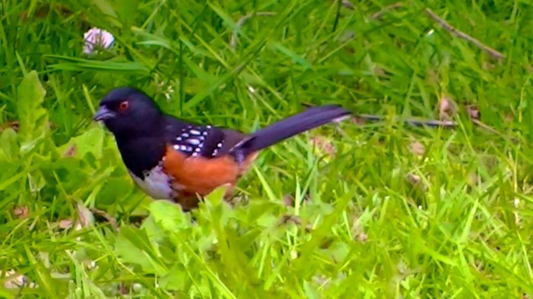 IECV NV #609 - 👀 Eastern Spotted Towhee 6-4-2018