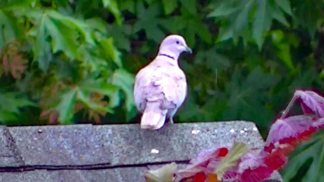 IECV NV #613 - 👀 Turtle Doves On The Neighbors Garden Shed 6-8-2018