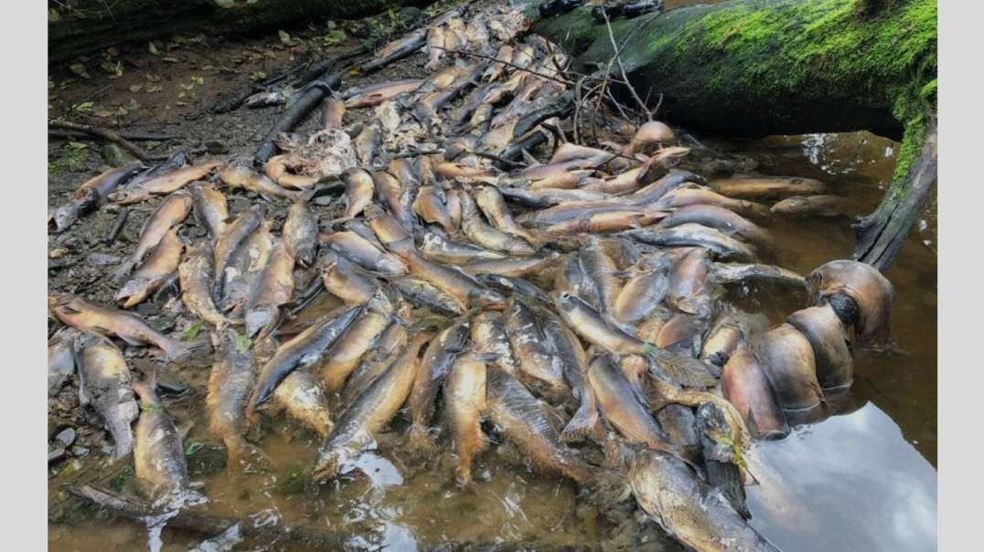 Attacks on food and ecosystems! Tens of thousands of SALMON are literally BOILING TO DEATH while waiting for the streams to fill in British Columbia, Canada….mp4
