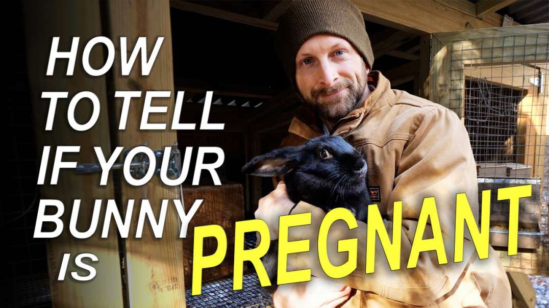 Is your Bunny PREGNANT? How to tell