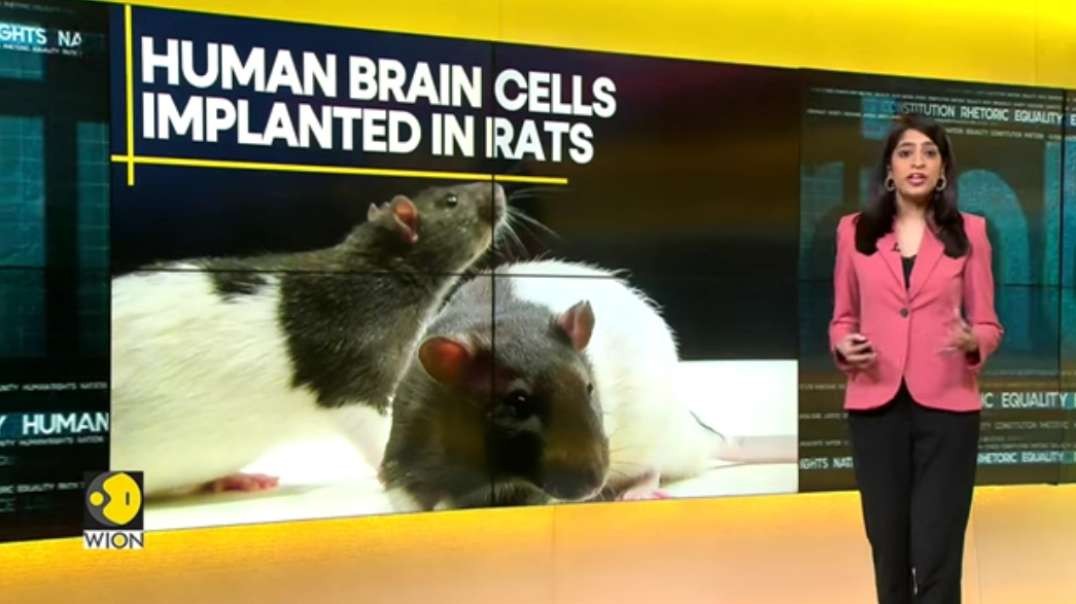 WION Fineprint _ Scientists create human-rat hybrid brain!.mp4