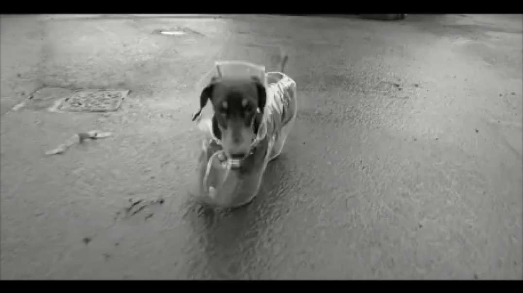 Sausage a strollin' in the rain