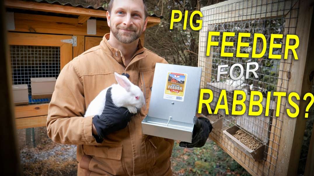 Baby PIG feeder for Rabbits?