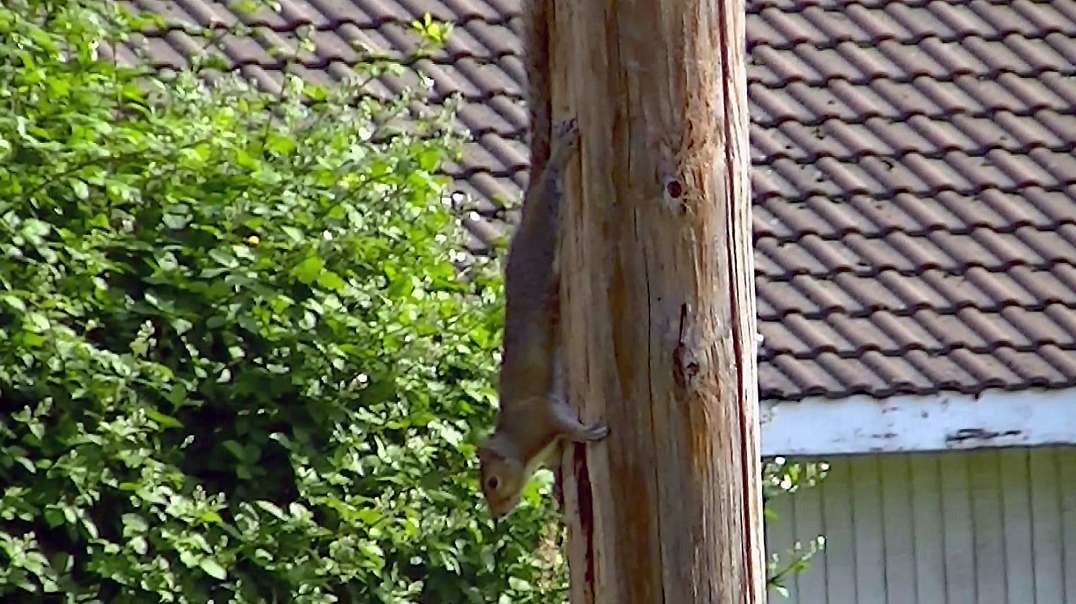 IECV NV #622 - 👀 Grey Squirrel Hanging On To The Light Pole Upside Down 6-12-2018