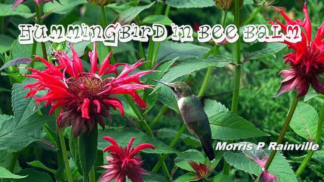 Hummingbird in Bee Balm