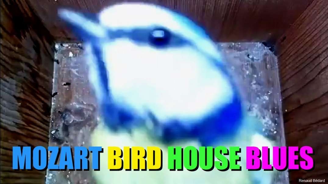 MOZART BIRD HOUSE BLUES WITH CECILIA BARTOLI
