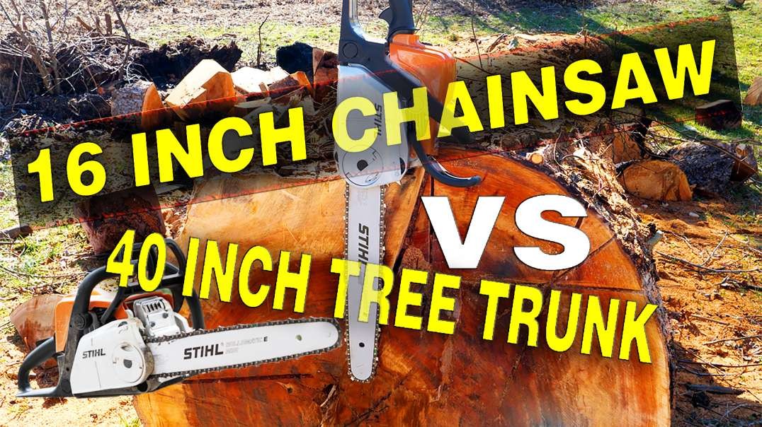 TINY CHAINSAW vs MASSIVE TREE STIHL MS180C