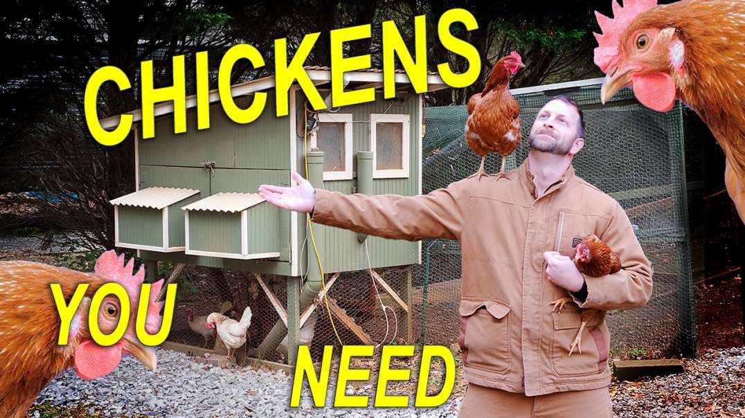 Why you NEED CHICKENS