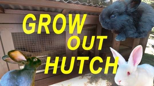 Grow Out Rabbit Hutch