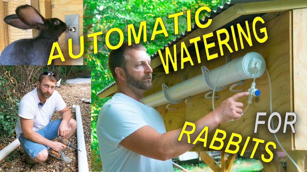 NEVER WATER Your Rabbits Again!!!