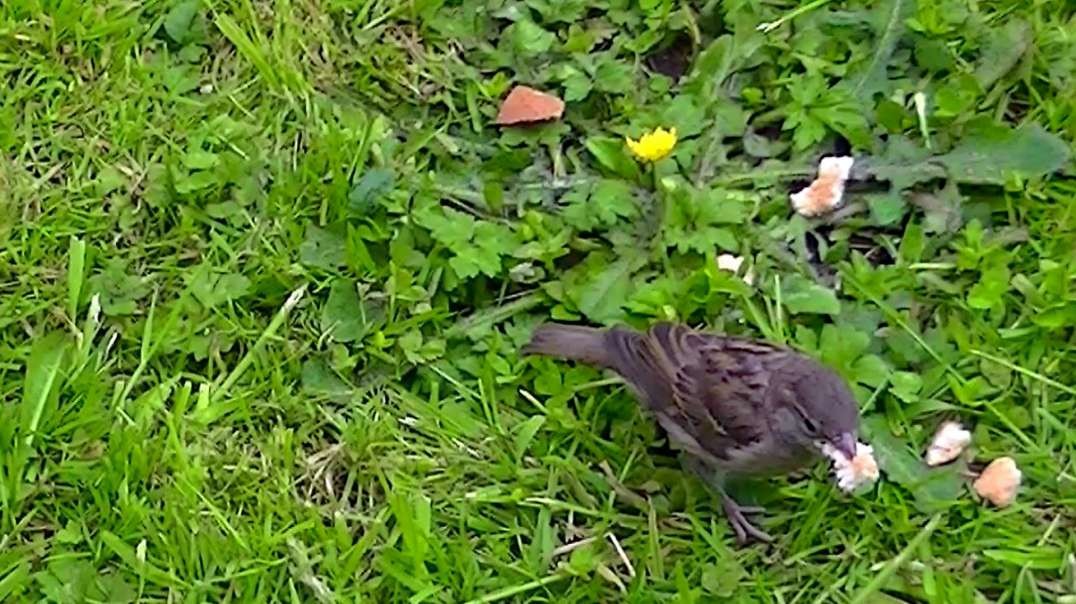 IECV NV #621 - 👀 House Sparrows Eating Bread 6-9-2018
