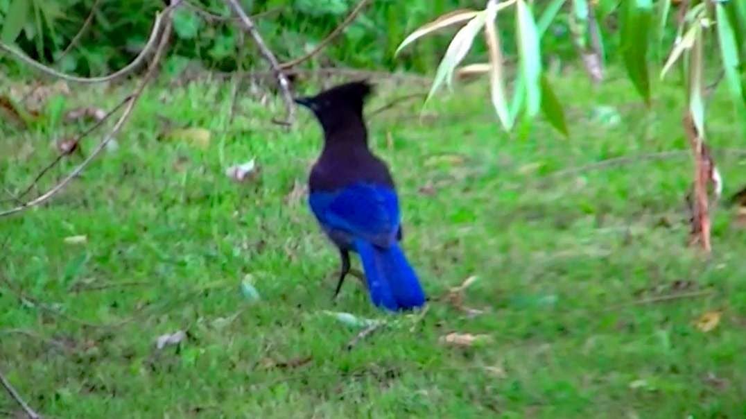 IECV NV #616 - 👀 Steller's Jay Out In The Back Yard🐦 6-9-2018