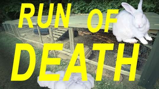 Rabbit Run of Death