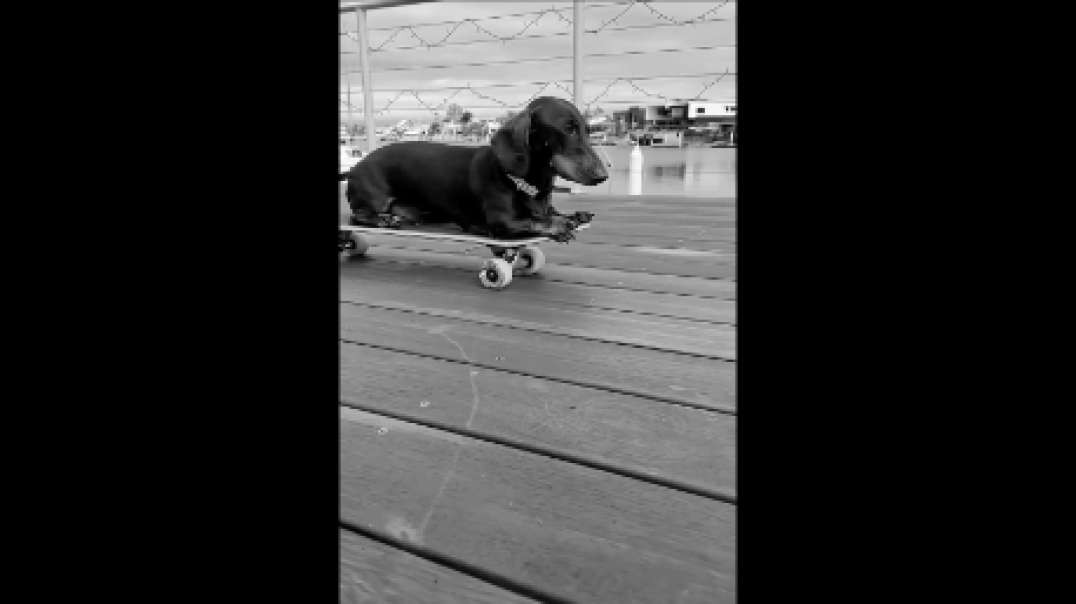 Sausage skateboard dock