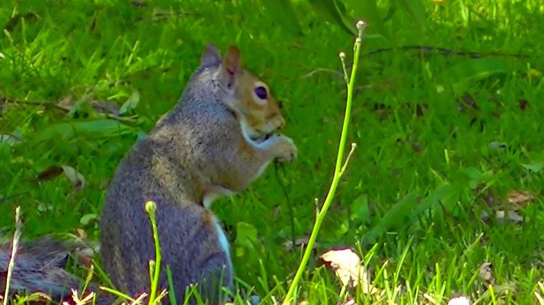 IECV NV #636 - 👀 Grey Squirrel Under The Weeping Willow Tree 🐿️6-18-2018