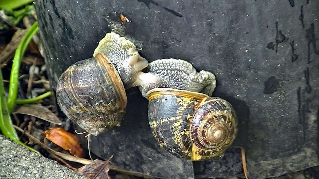 IECV NV #629 - 👀 Two Snails Kissing Up lol 🐌🐌6-13-2018