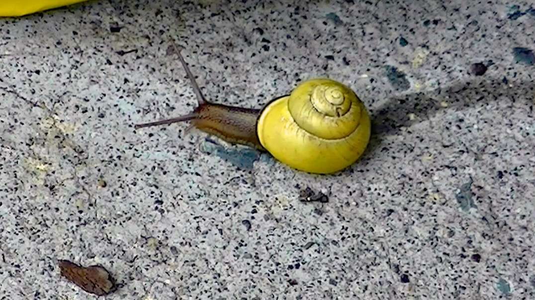 IECV NV #626 - 👀 Snail Off To The Garden 🐌 6-13-2018