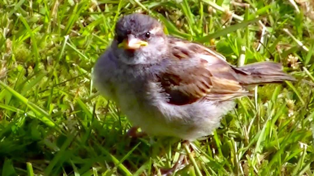 IECV NV #625 - 👀 Baby House Sparrow Looking For Food 6-12-2018