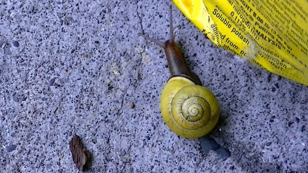 IECV NV #627 - 👀 Snail Going Across The Porch 🐌6-13-2018