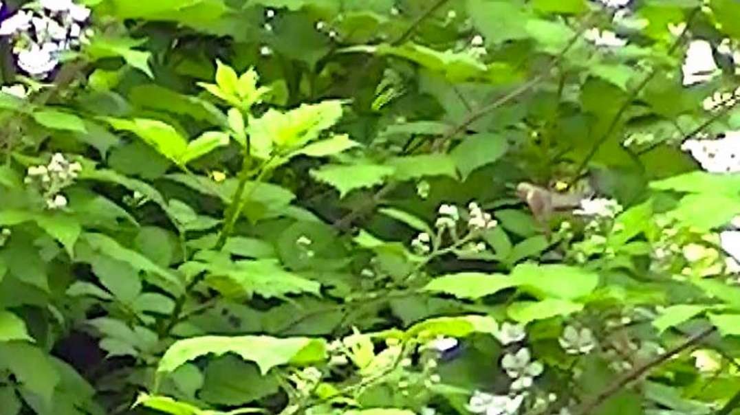 IECV NV #638 - 👀 Hummingbird Flying Around The Black Berries 🐥6-18-2018
