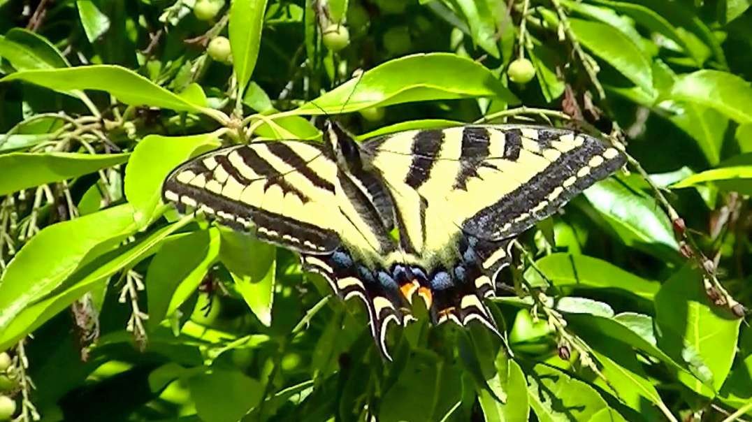 IECV NV #633 - 👀 Yellow Butterfly 🦋6-18-2018