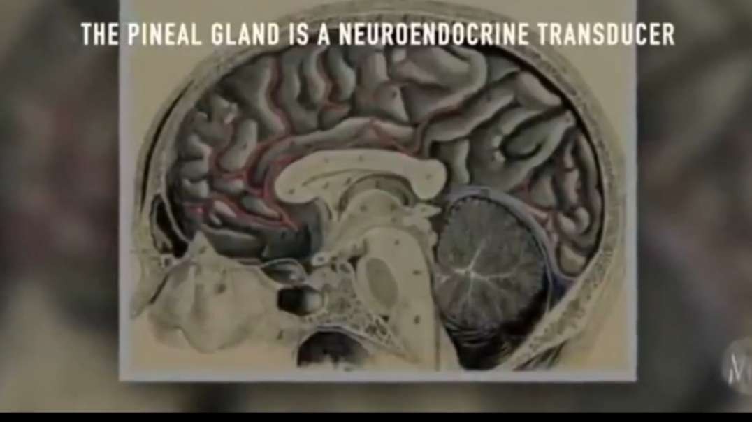 A comprehensive breakdown of the science behind the Pineal Gland (Third eye)