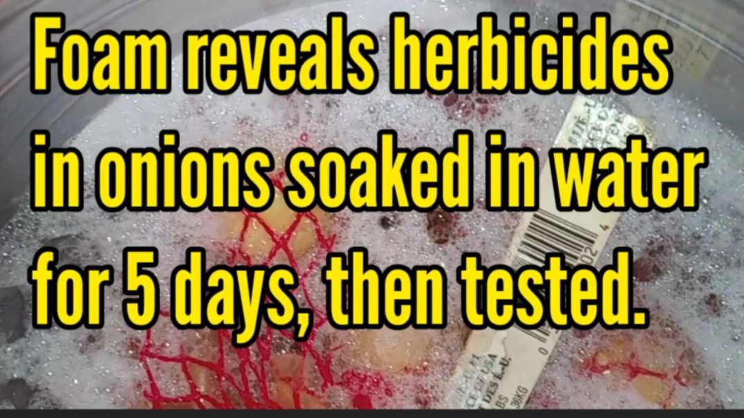 Foam reveals herbicides in onions soaked in water for 5 days, then tested.