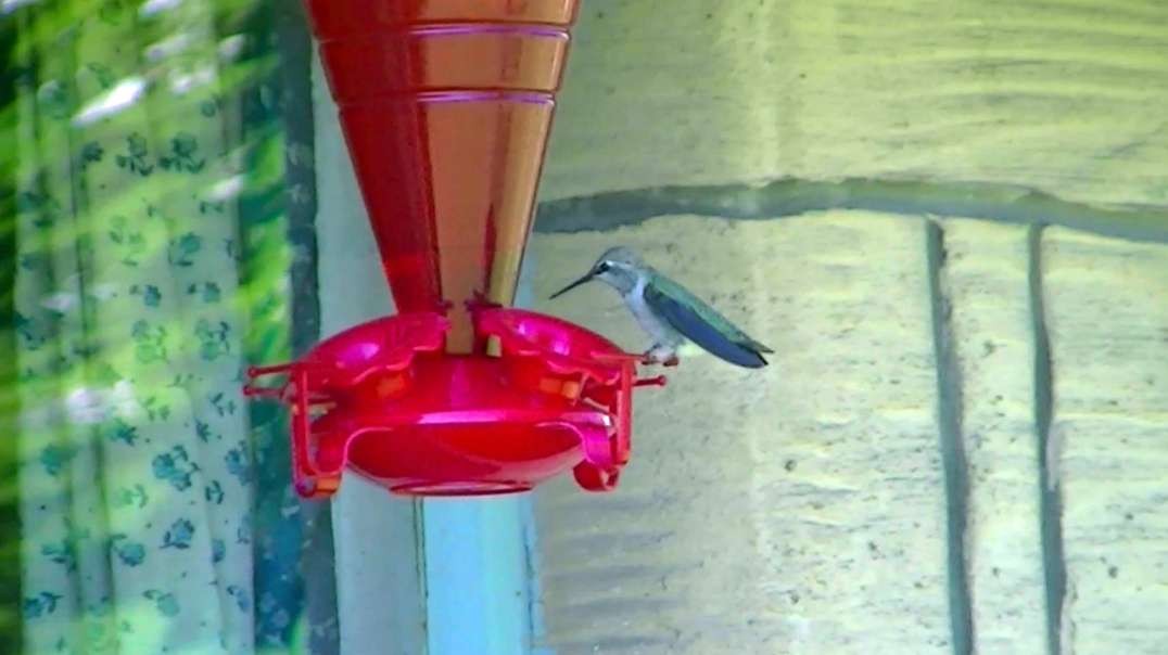 IECV NV #642 - 👀 Hummingbird At The Red Feeder Outback 🐥6-19-2018