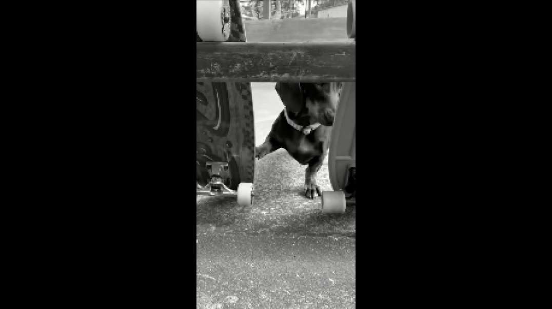 Sausage skate video TechnoTune