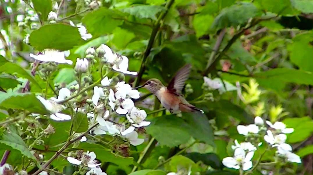 IECV NV #646 - 👀 Broad Tailed Hummingbird 🐥6-22-2018
