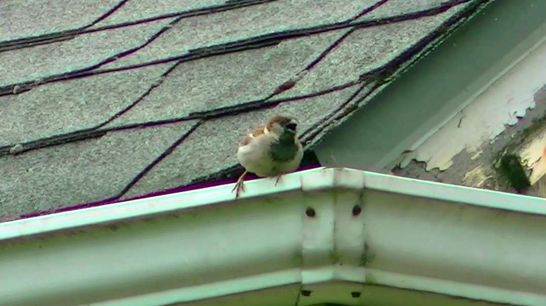 IECV NV #645 - 👀 Male House Sparrow On The Neighbors Roof Gutter 🐤6-22-2018