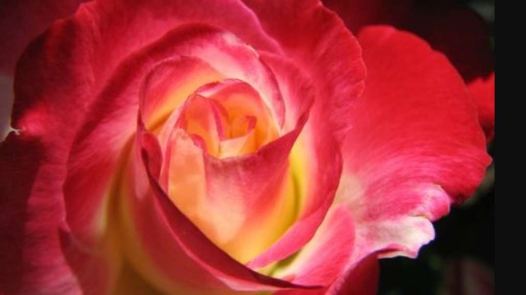 The Rose | Judy Collins | Lyrics
