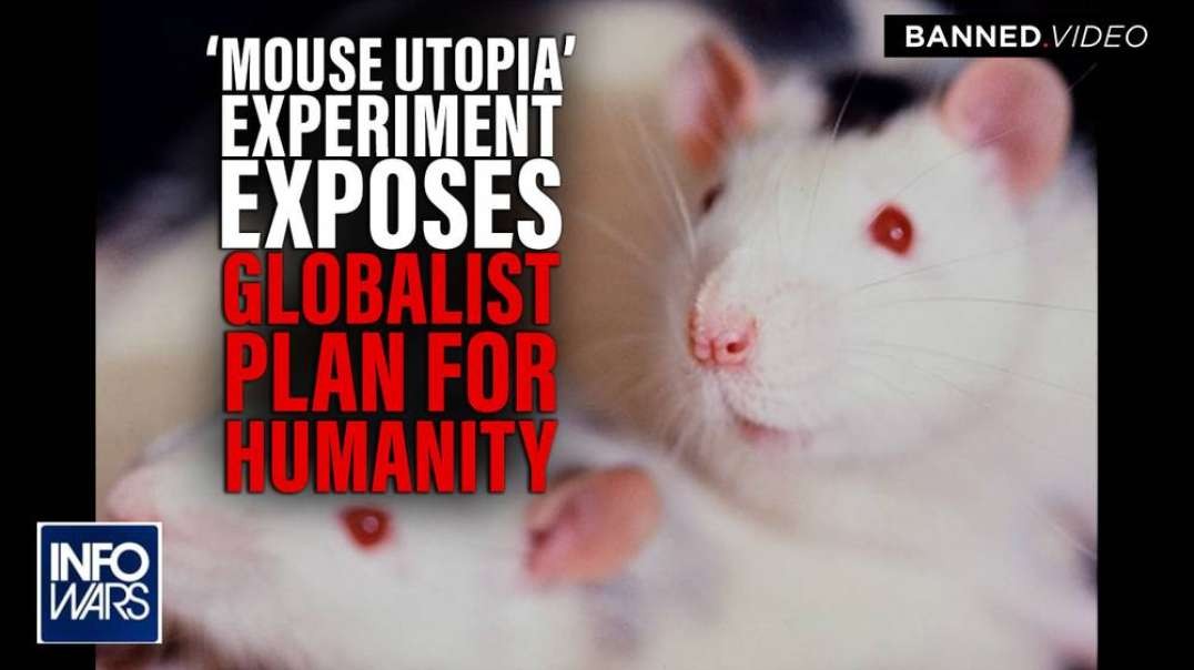 BREAKING- Calhoun’s 'Mouse Utopia' Experiments Expose Globalist Plan For Humanity as Self-Annihilation, Infanticide and Gender Distortions Become Commonplace