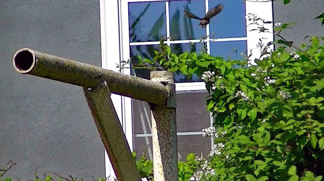 IECV NV #643 - 👀 House Sparrow In The Backyard 🐤6-19-2018