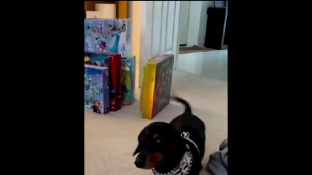 Sausage video TechnoTune