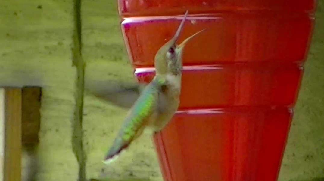 IECV NV #650 - Broad Tailed Hummingbird Fly's Up To The Red Feeder And Eats A Little Spider 6-22-2018