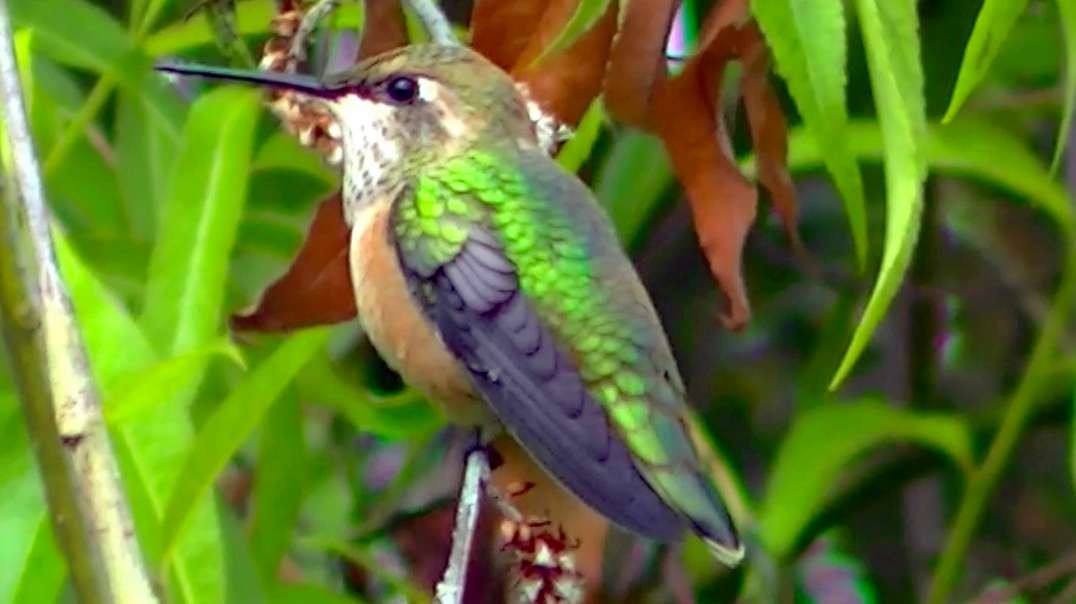 IECV NV #648 - 👀 Broad Tailed Hummingbird 6-22-2018