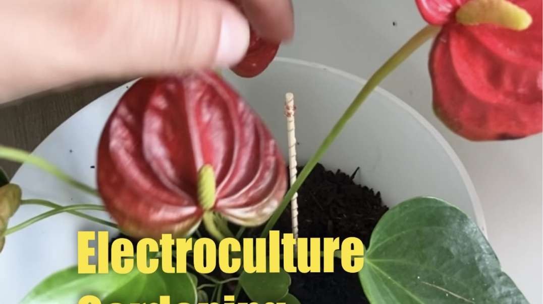 Electroculture Gardening (How to boost crop growth) with Maria Benardis