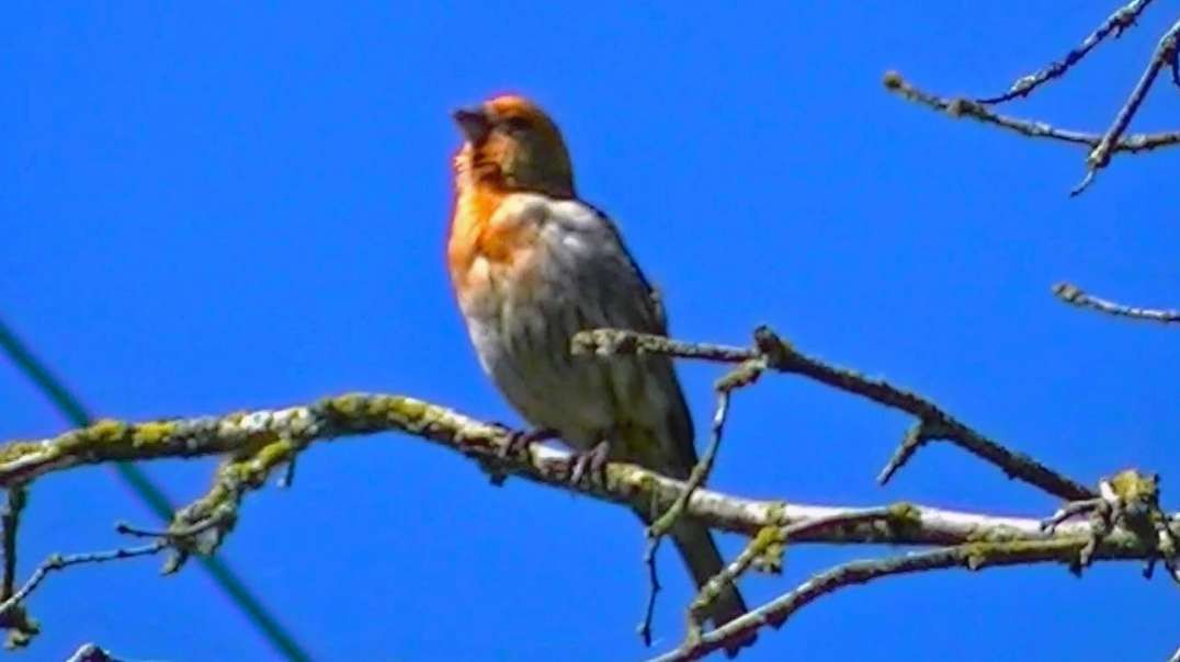 IECV NV #654 - 🐦 Male House Finch Up In The Filbert Tree 6-24-2018