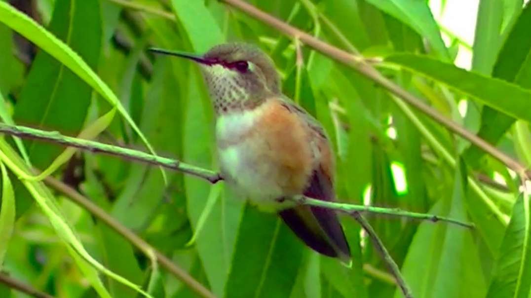 IECV NV #652 - 👀 Broad Tailed Hummingbird On A Branch In The Weeping Willow Tree 6-22-2018
