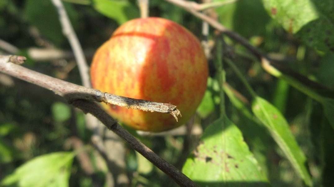 Abundance and Apples Apple Tree Sept 2022.mp4