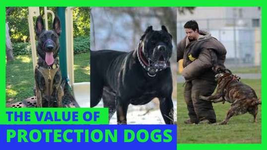 The Value of Protection Dogs