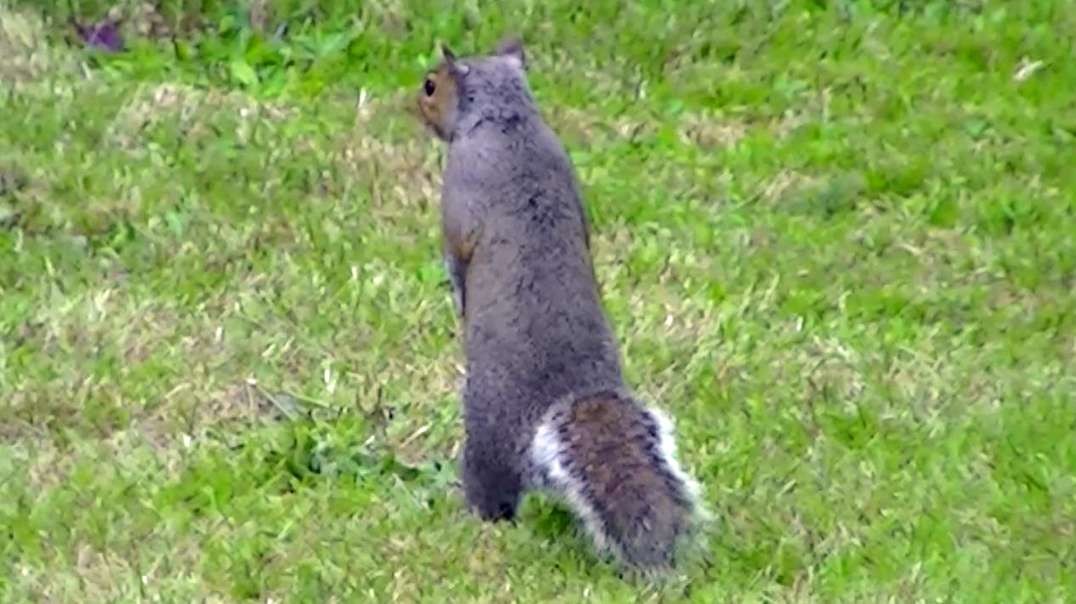 IECV NV #663 - 👀 Grey Squirrel Exploring The Back Yard 🐿️6-29-2018